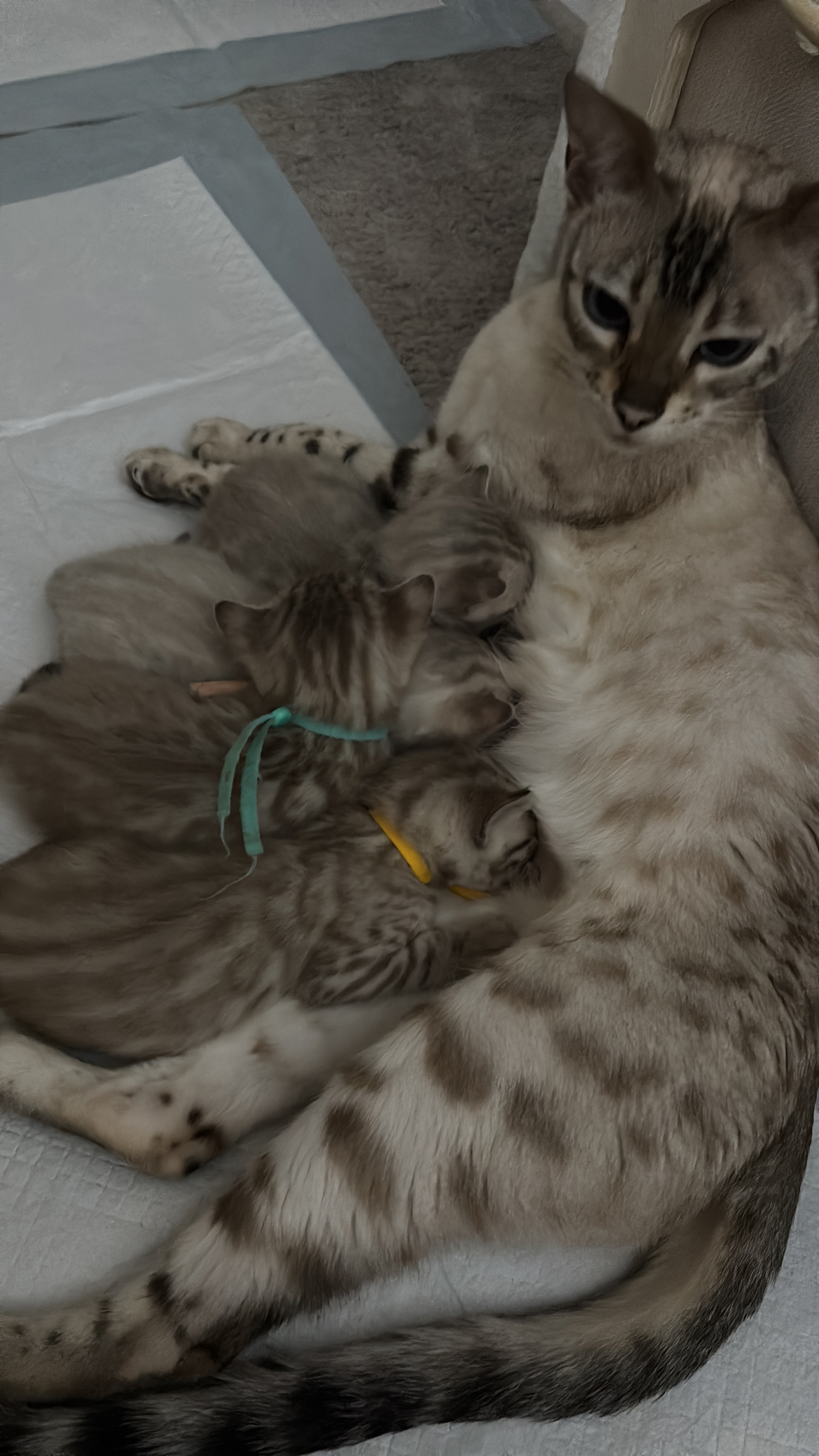 Bengal-Wurf bei der Mama